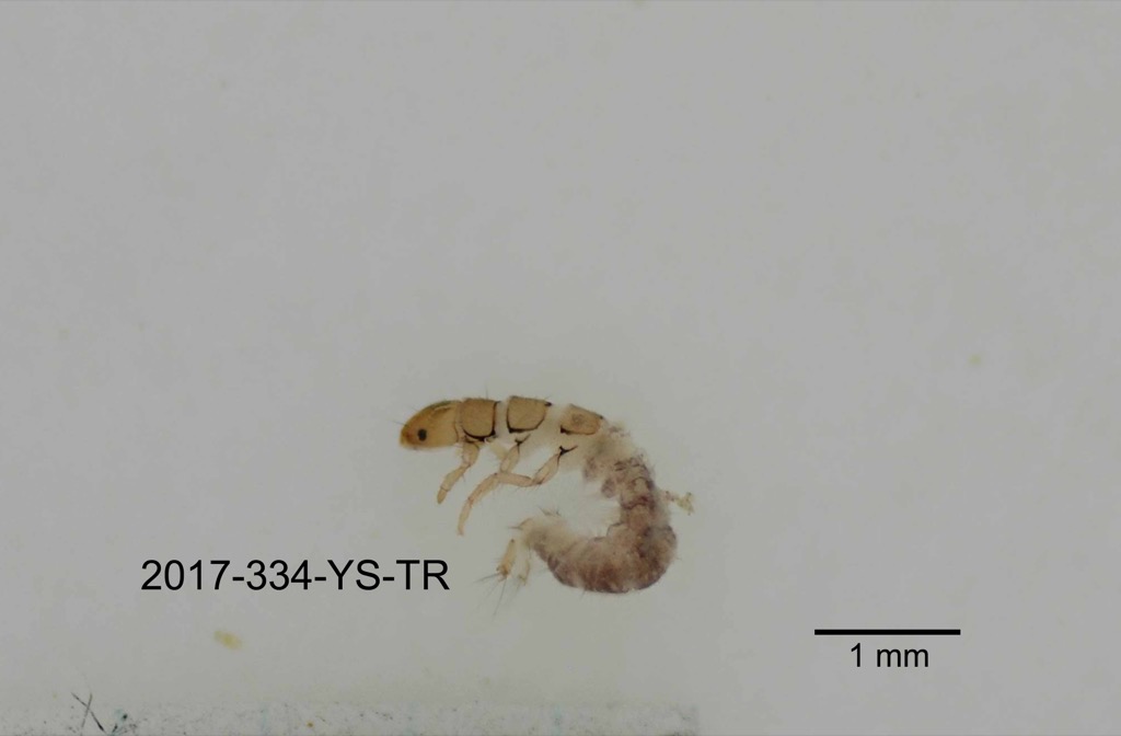 lateral