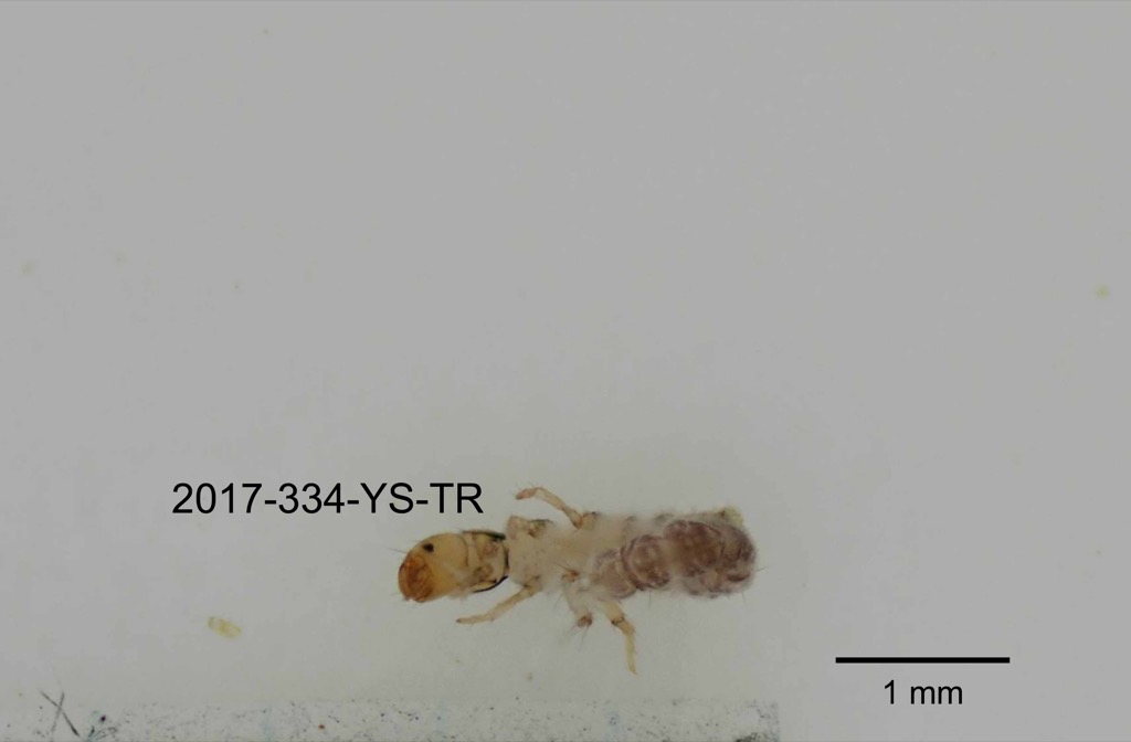 ventral
