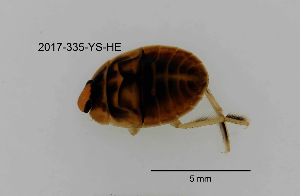 dorsal