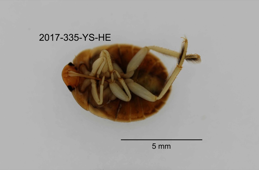 ventral