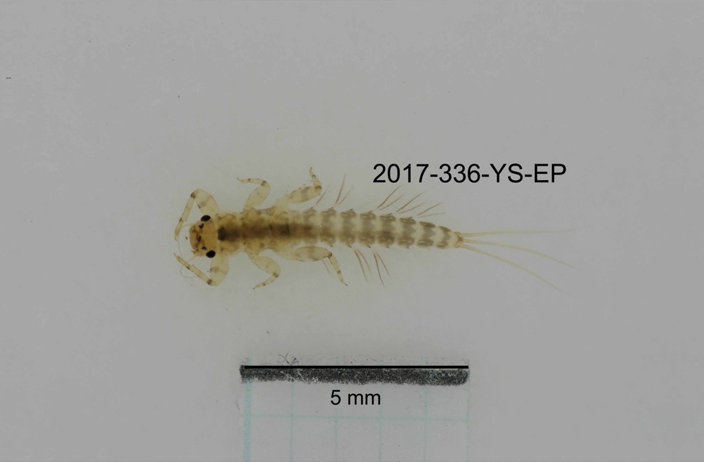 dorsal