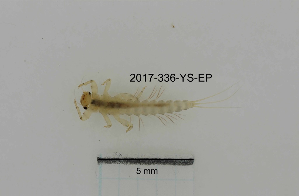 ventral