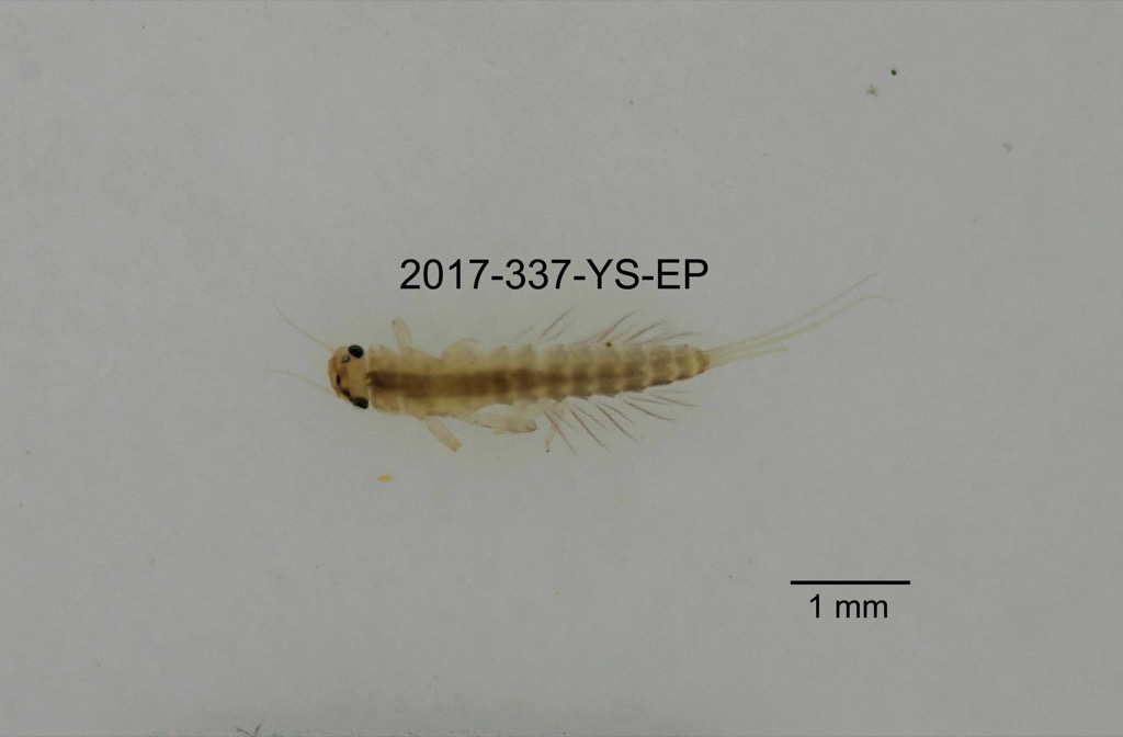 dorsal