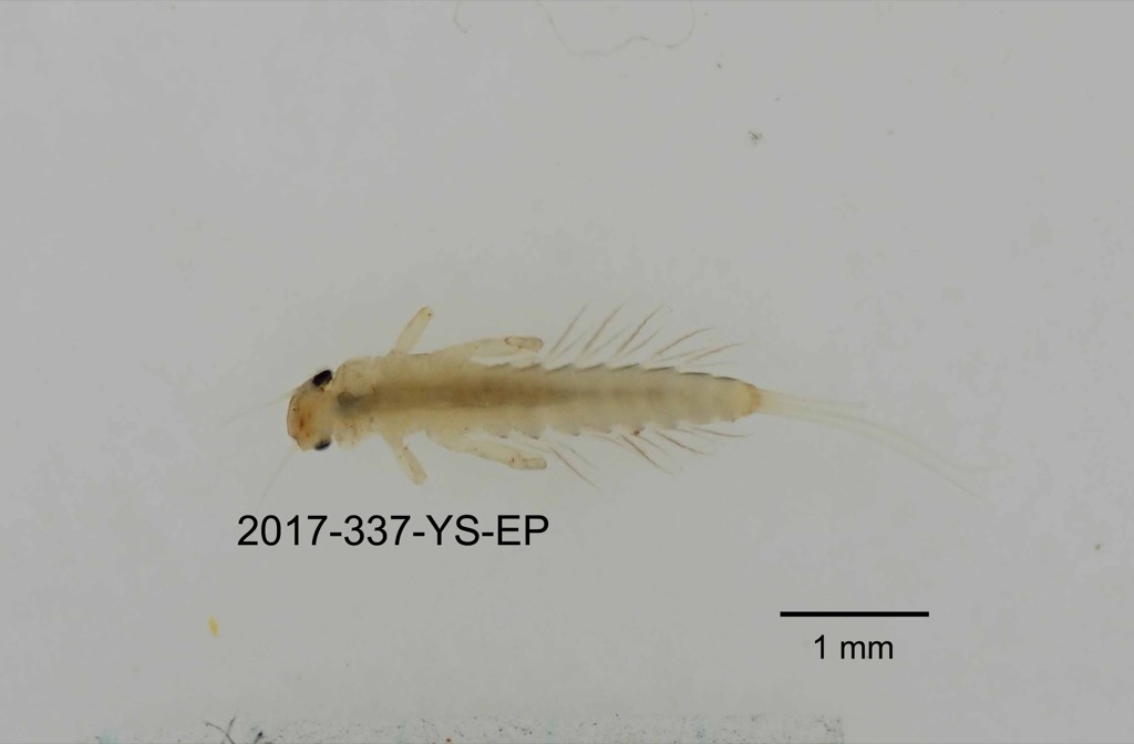 ventral