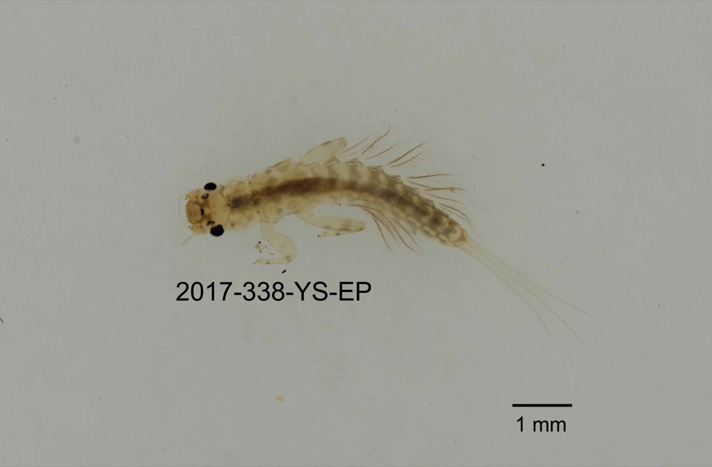 dorsal