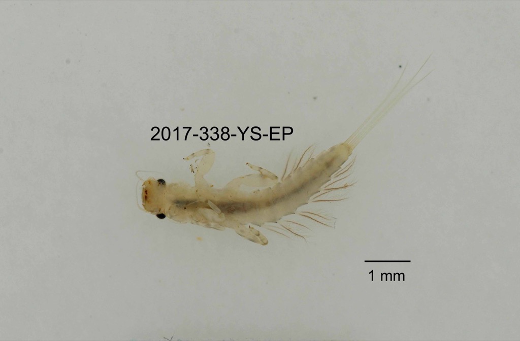 ventral