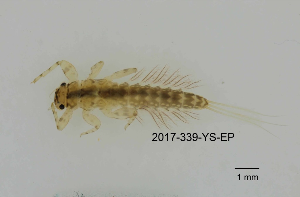 dorsal