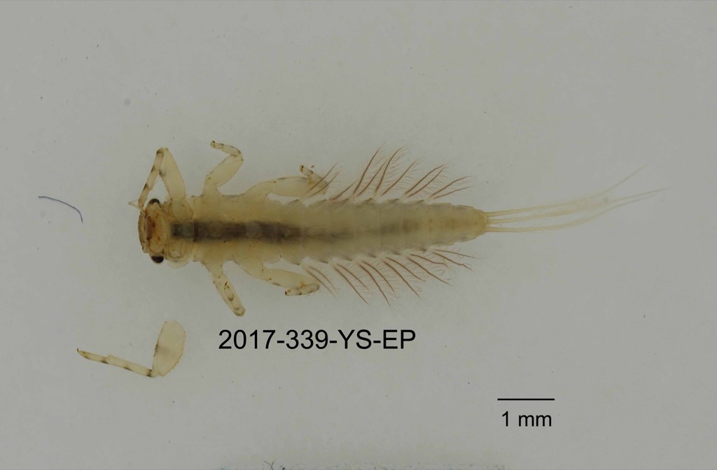 ventral