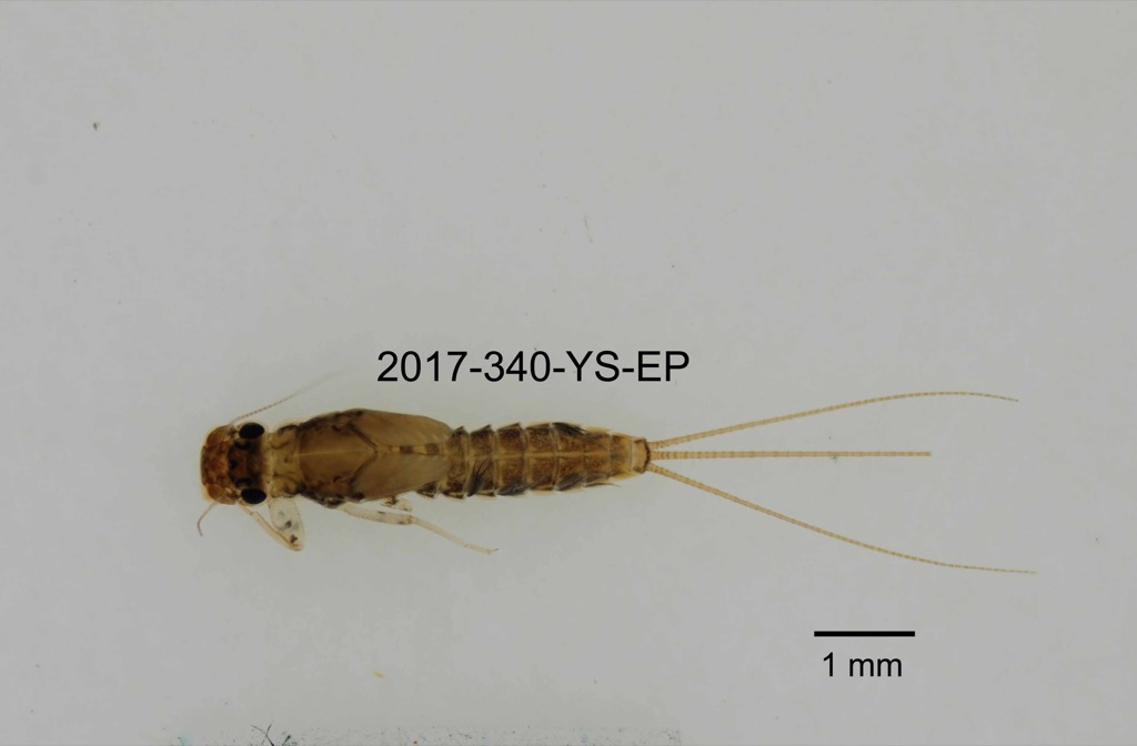 dorsal