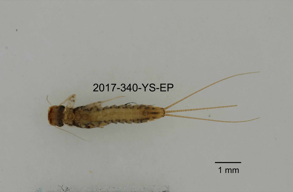 ventral