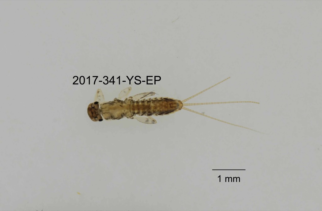 dorsal