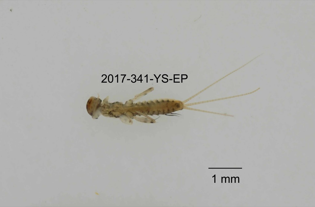 ventral