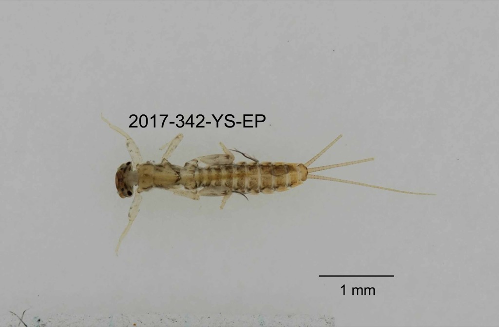 dorsal