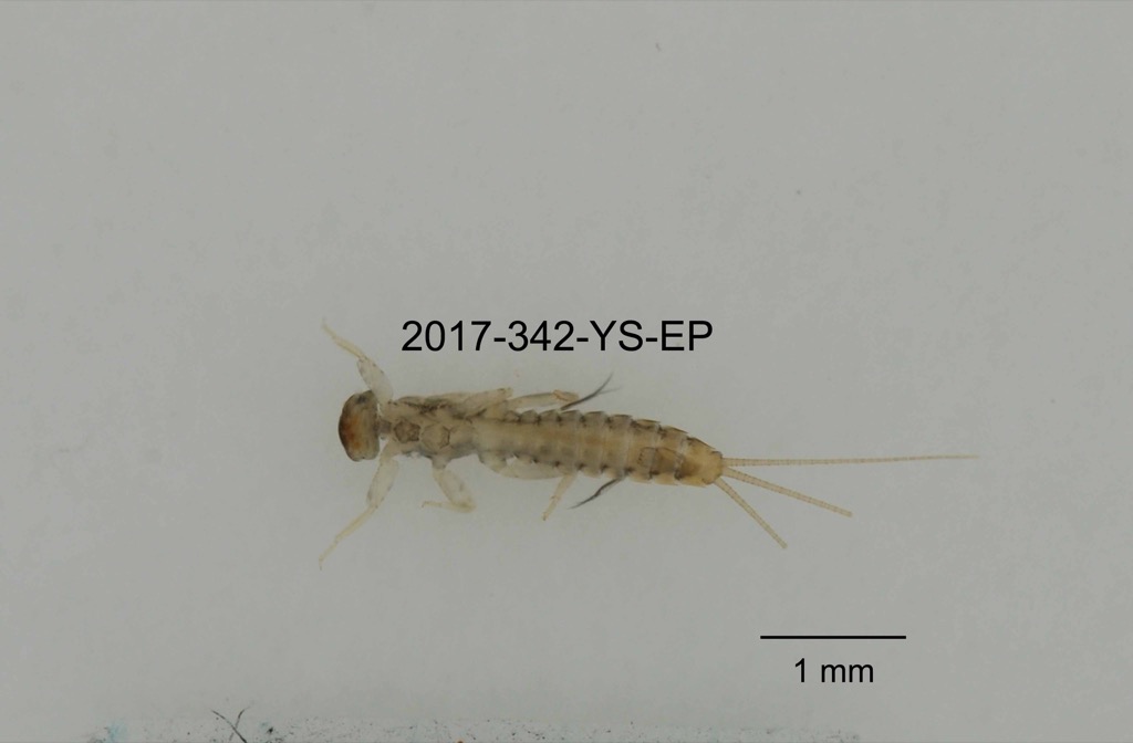 ventral