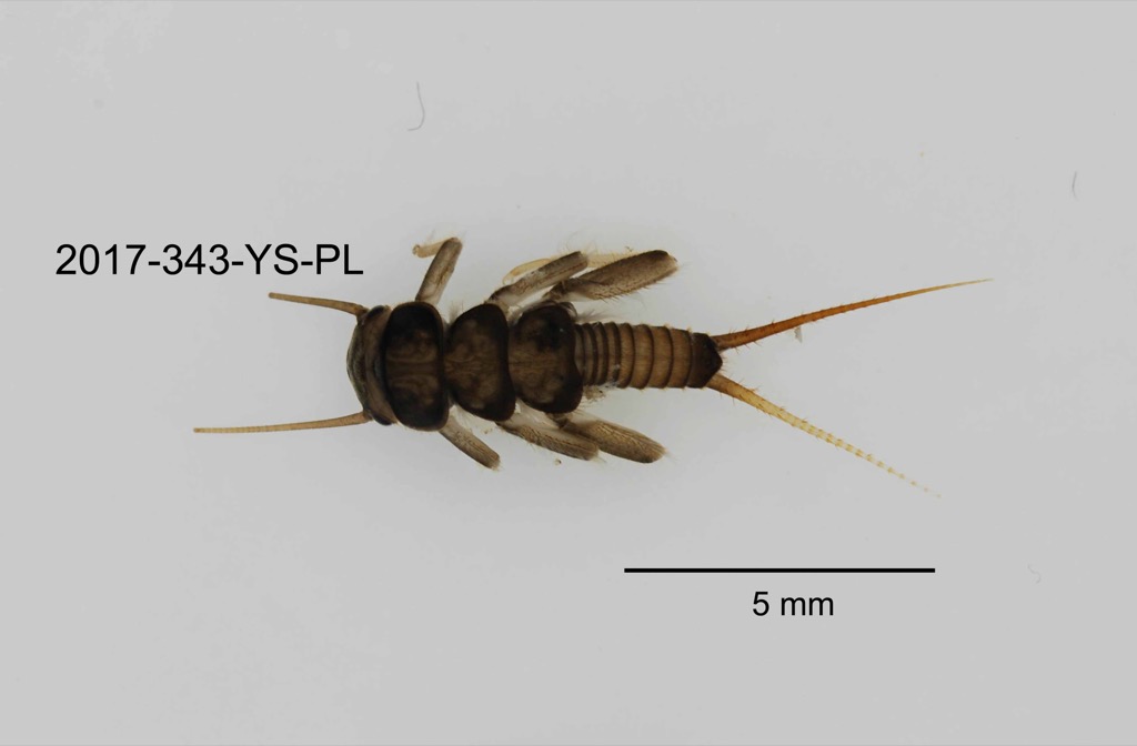 dorsal