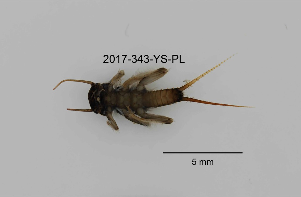 ventral