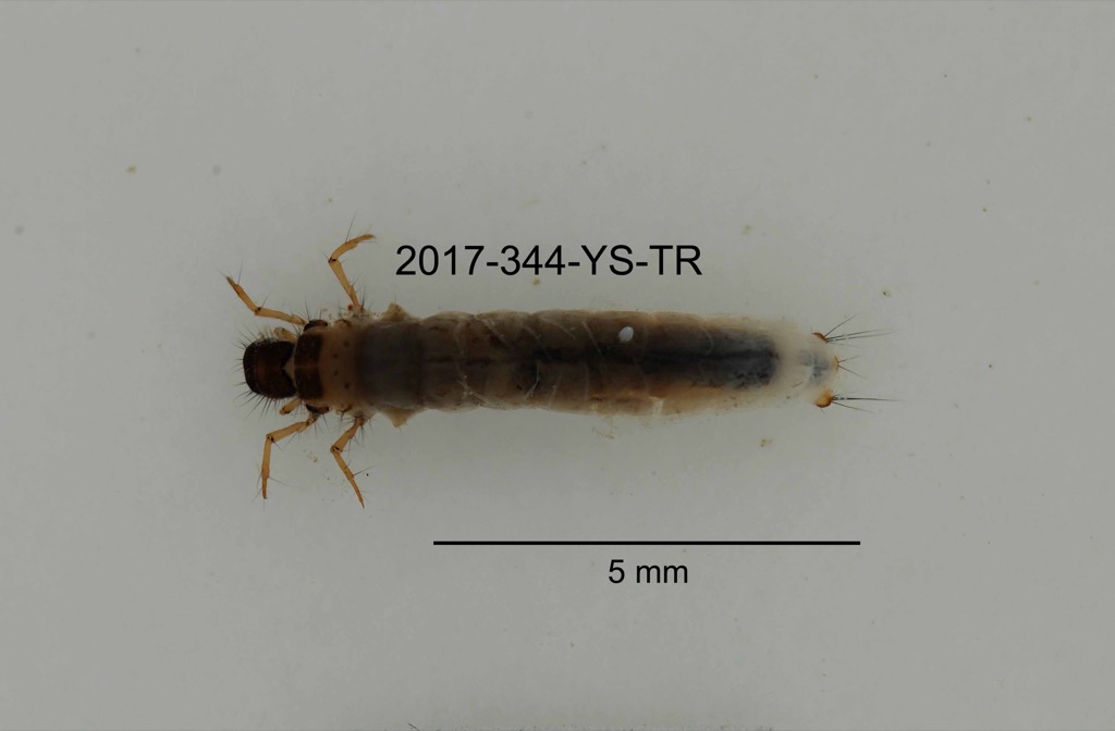 dorsal