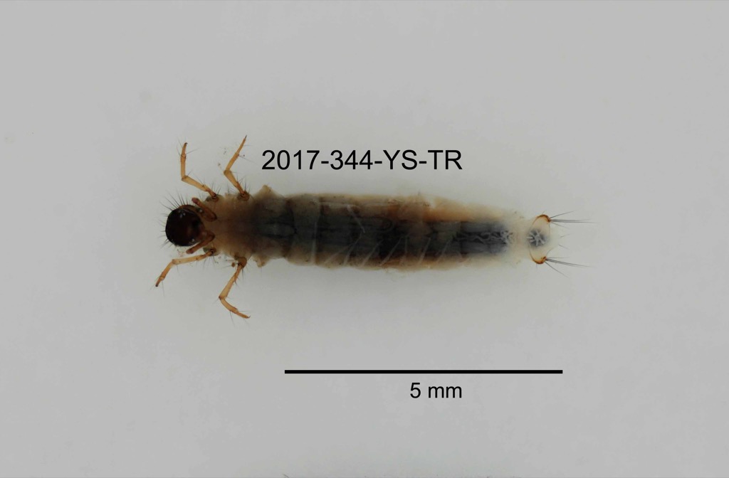 ventral