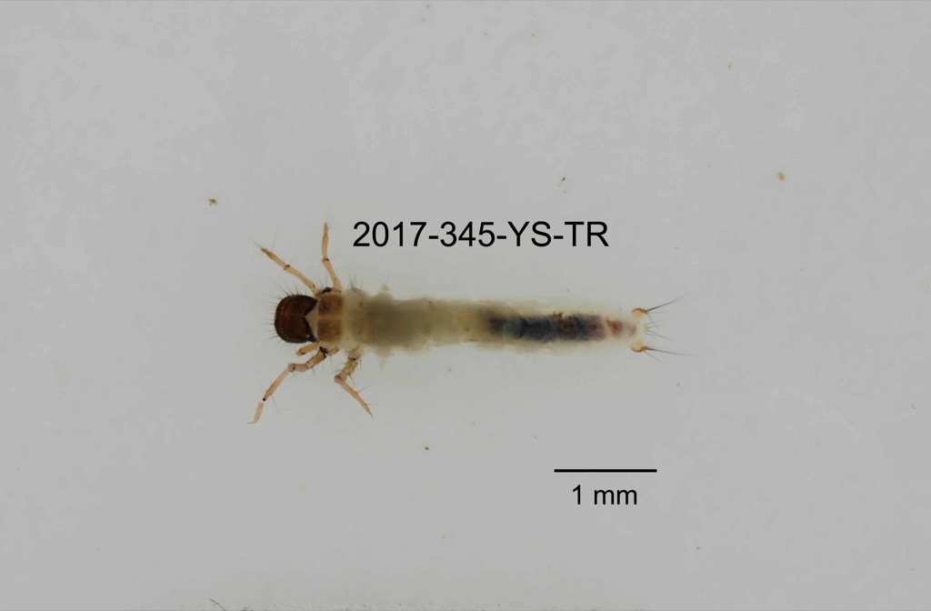 dorsal