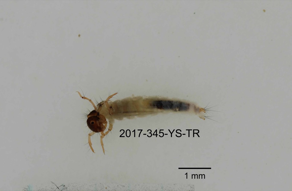 lateral