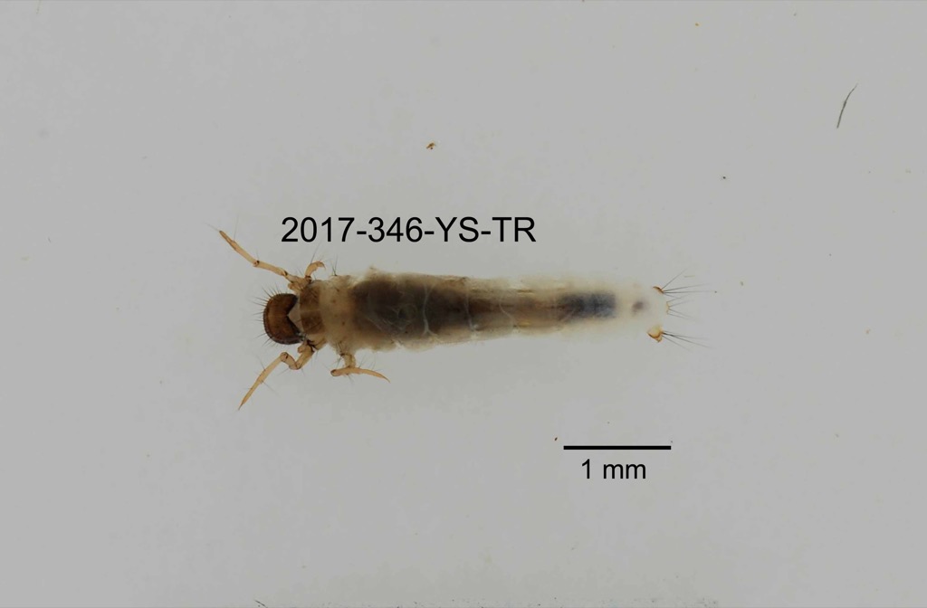 dorsal