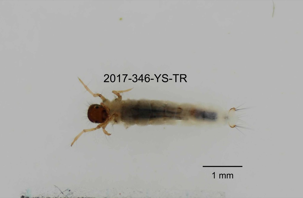 ventral