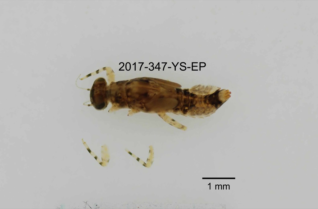 dorsal