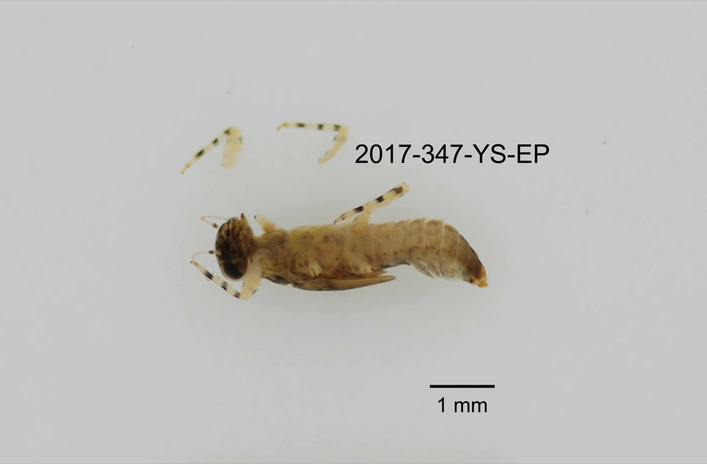 ventral