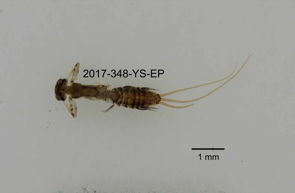 dorsal