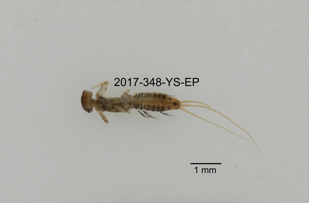 ventral