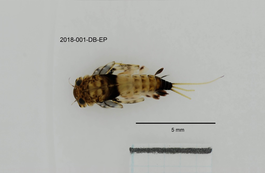 dorsal