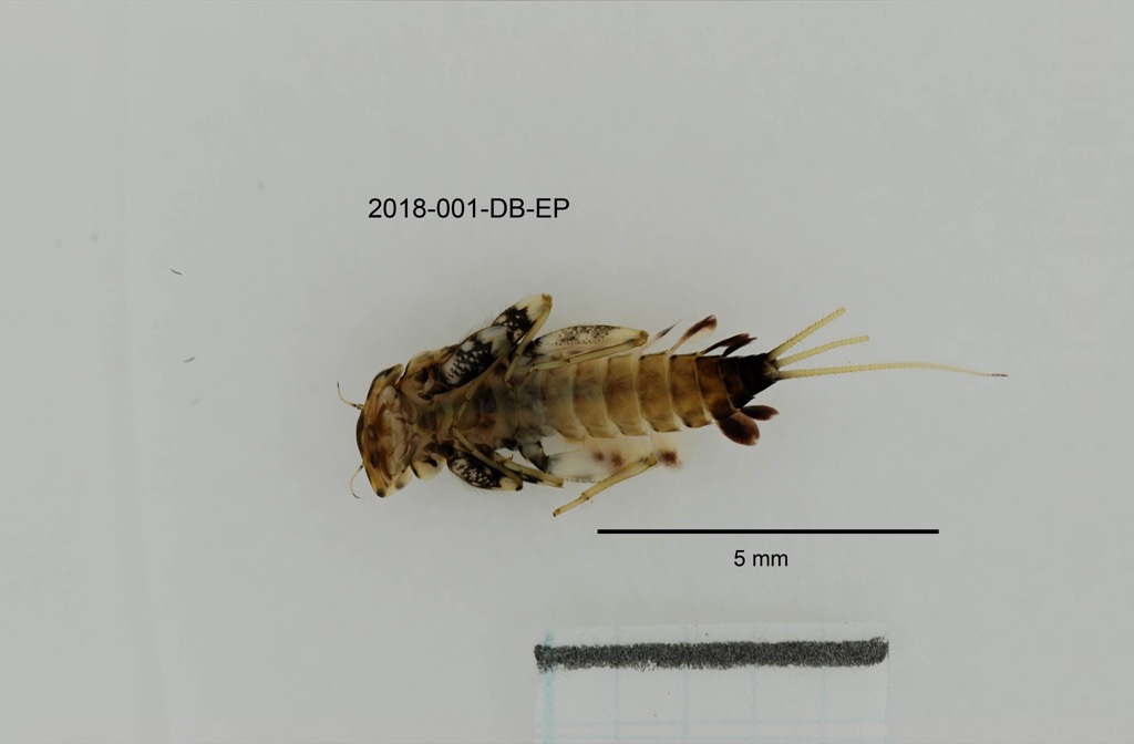 ventral