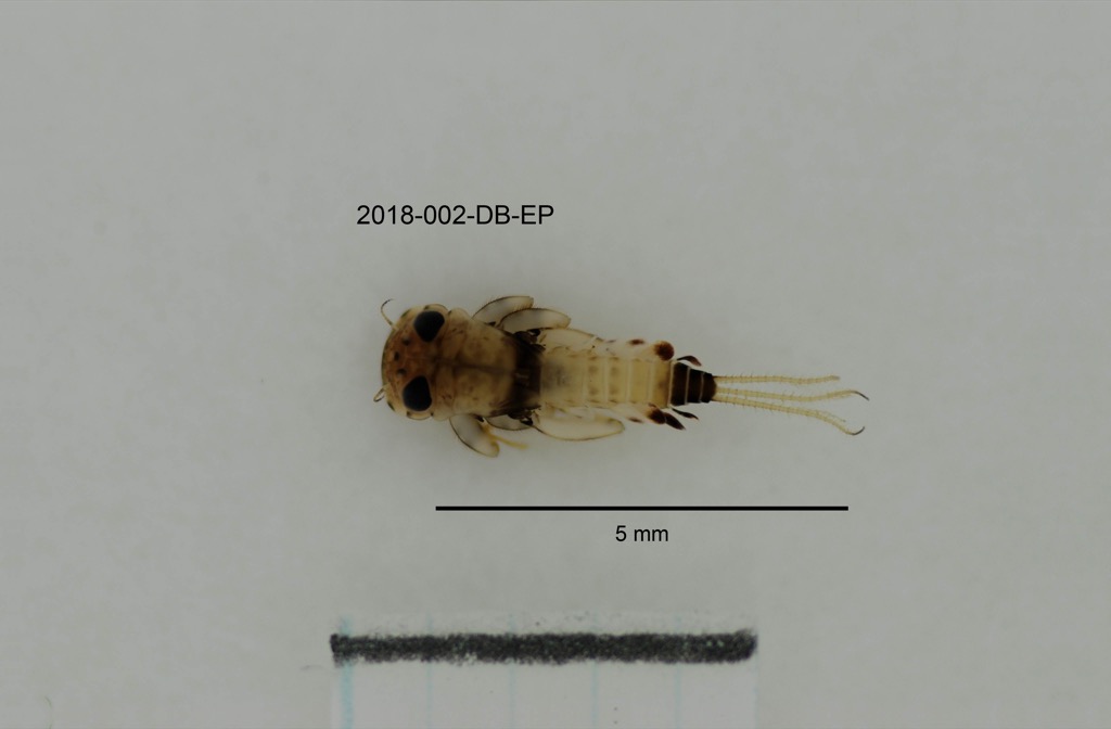 dorsal