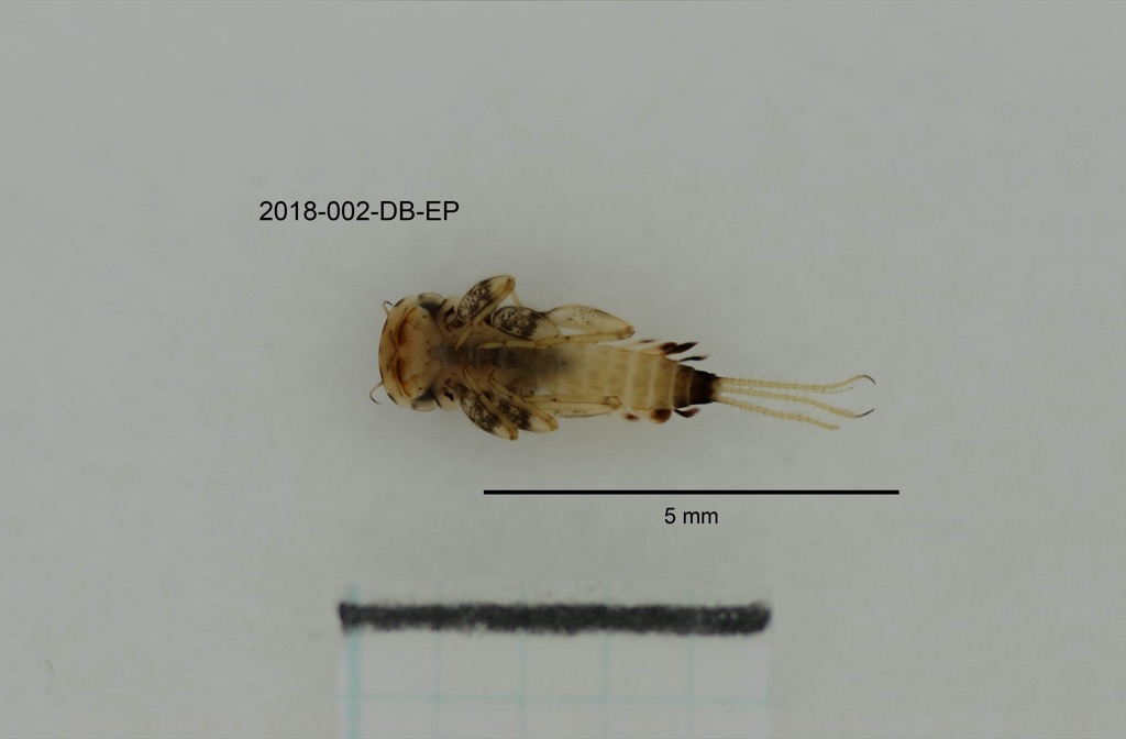 ventral