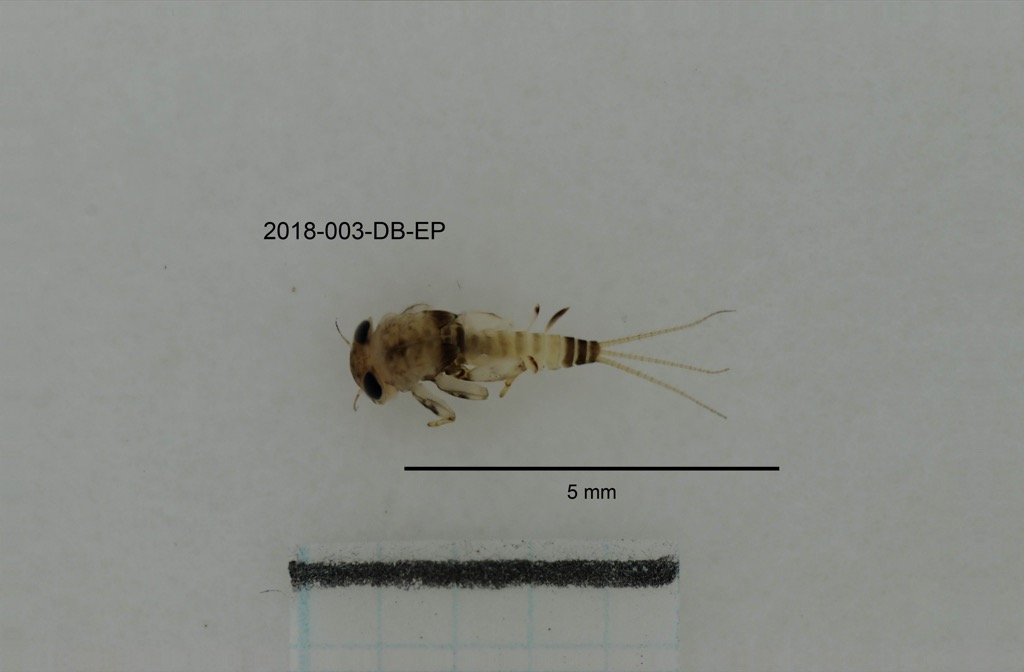 dorsal