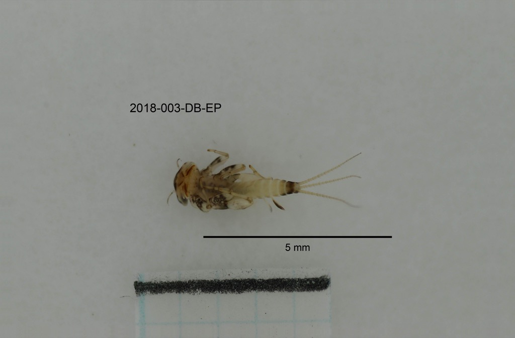 ventral
