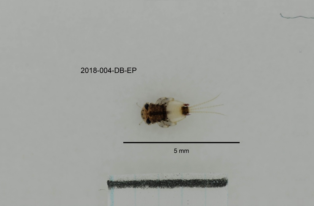 dorsal