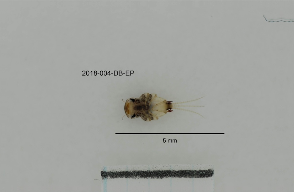 ventral