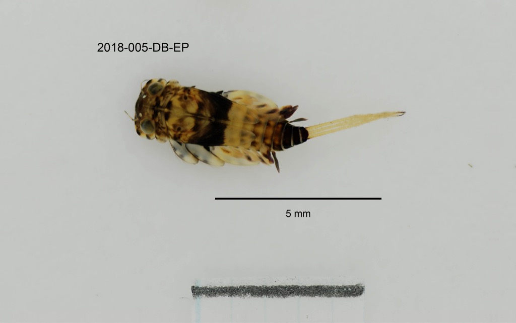 dorsal