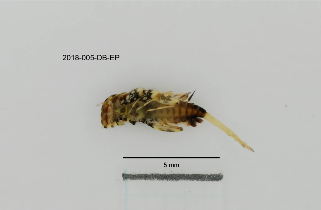 ventral