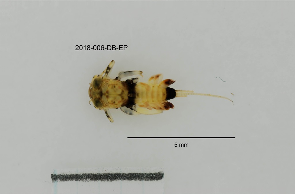 dorsal