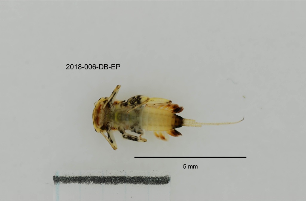 ventral