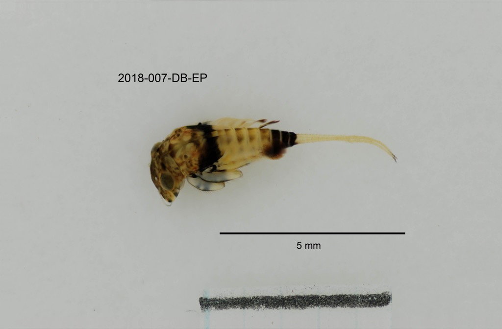 dorsal