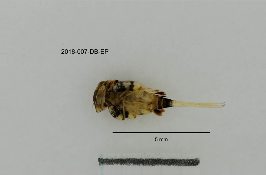 ventral