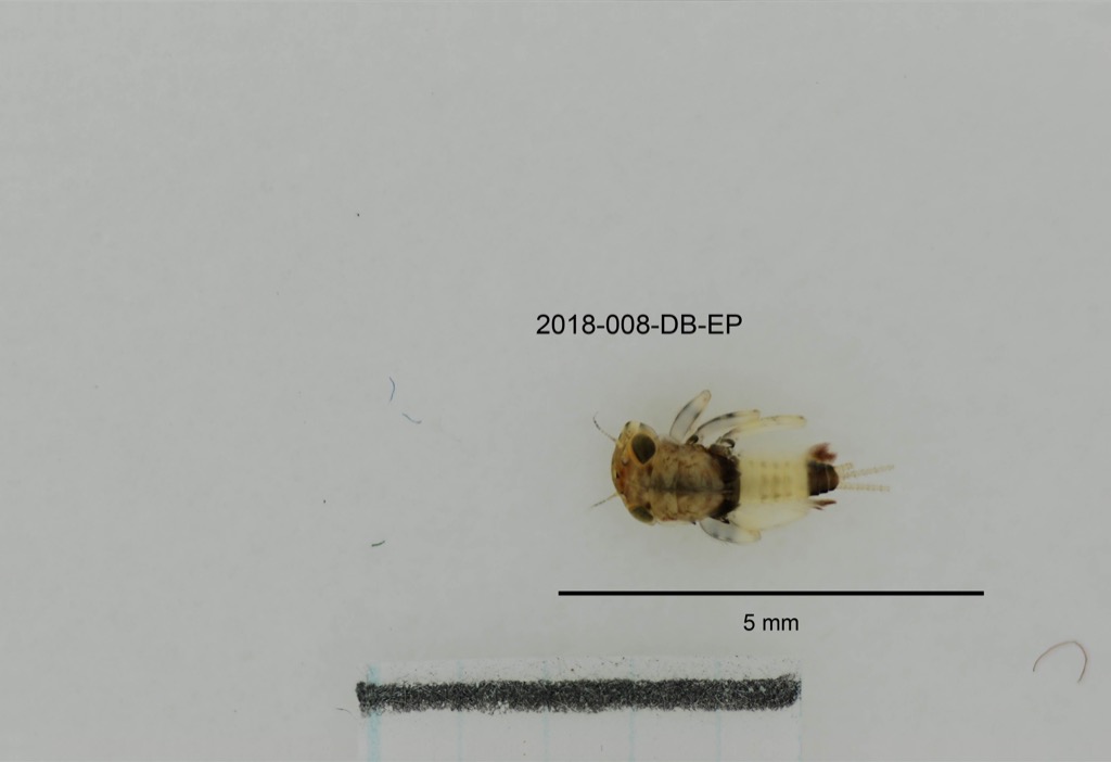 dorsal