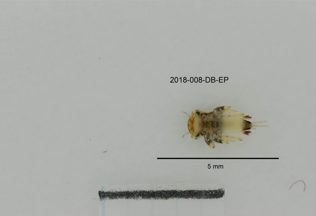 ventral