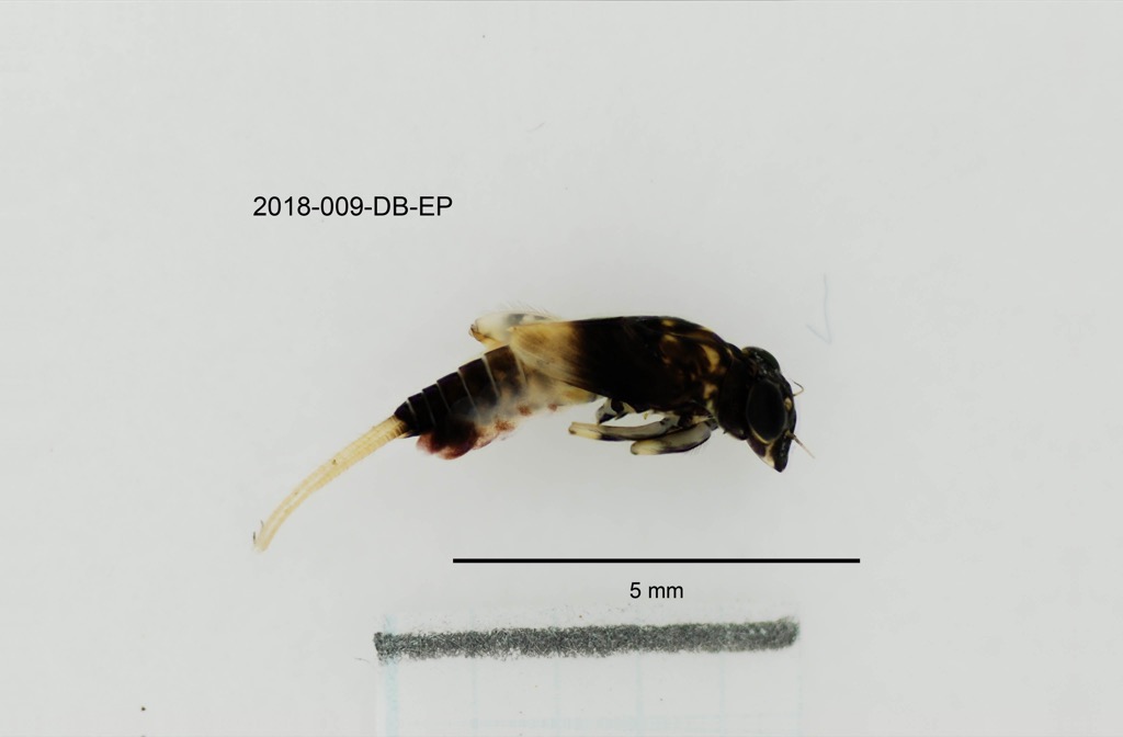 lateral