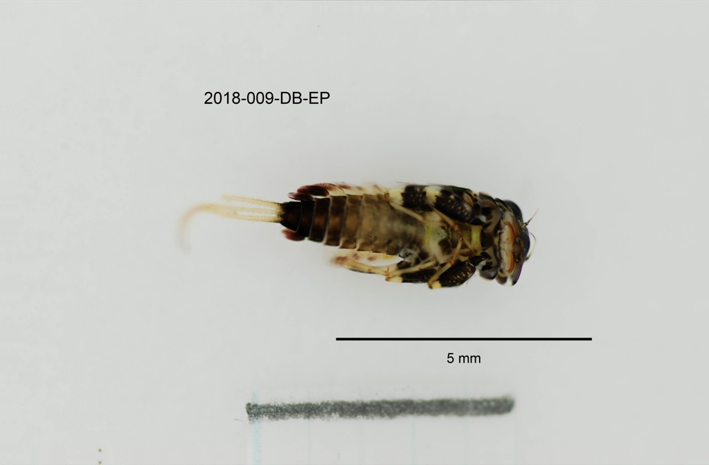 ventral