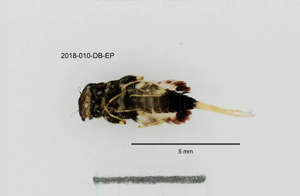 ventral