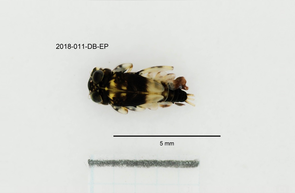 dorsal